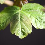 Pflanzliche Ernährung 101: Ein Anfängerleitfaden