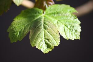 Pflanzliche Ernährung 101: Ein Anfängerleitfaden